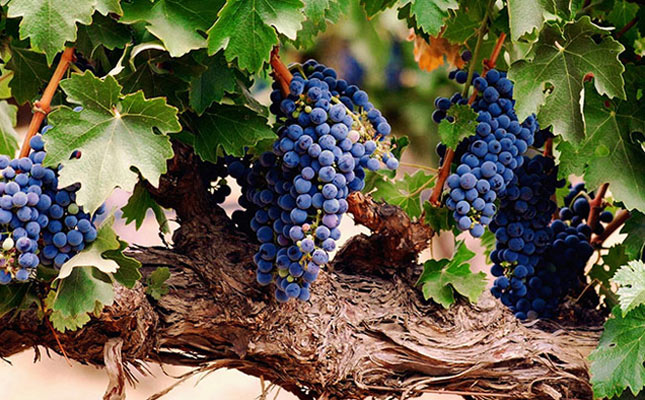 重慶紅酒批發(fā)市場 重慶紅酒批發(fā)市場