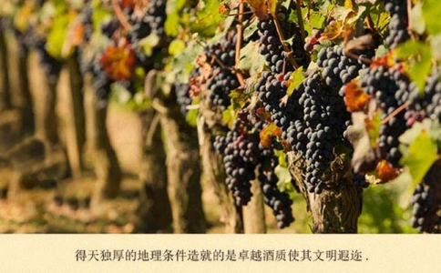 重慶進(jìn)口紅酒批發(fā)市場講解關(guān)于歌海娜葡萄酒知識